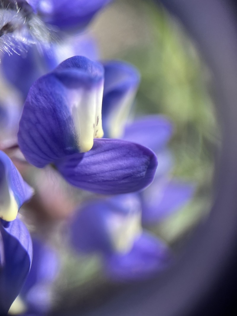 Rock Lupine photo 7