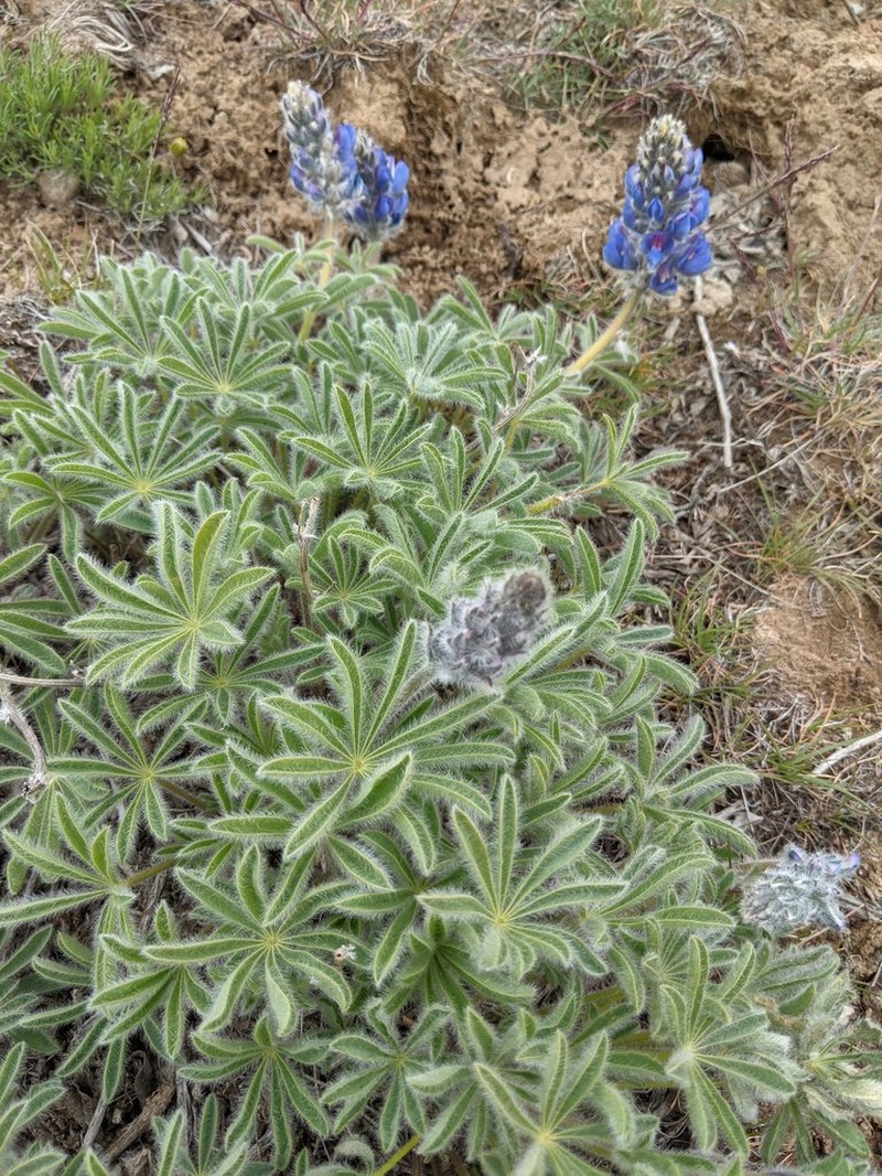 Rock Lupine photo 8