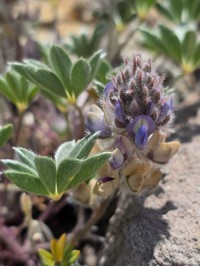 Donner Lake Lupine