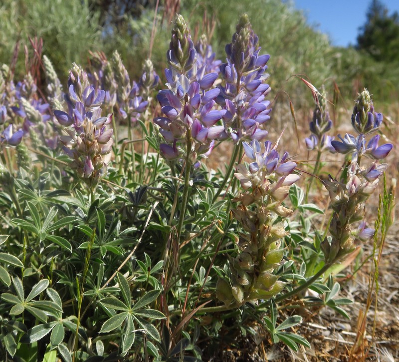Donner Lake Lupine photo 2