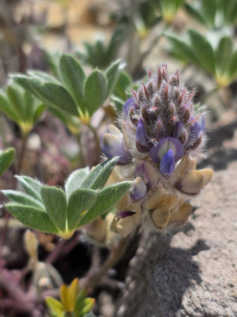 Lupinus sellulus subsp. sellulus