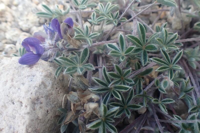Lupinus sellulus subsp. sellulus photo 4