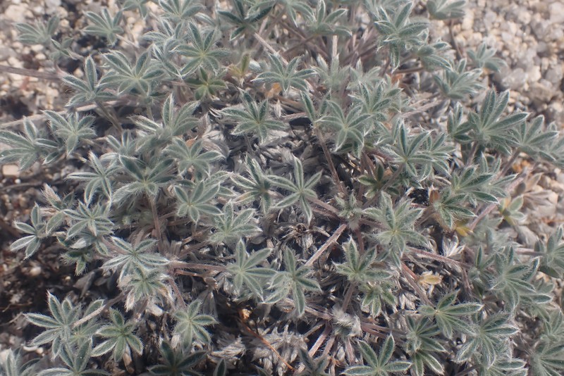 Lupinus sellulus subsp. sellulus photo 5