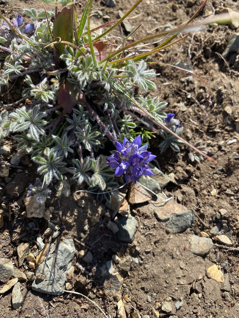 Lupinus sellulus subsp. sellulus photo 8