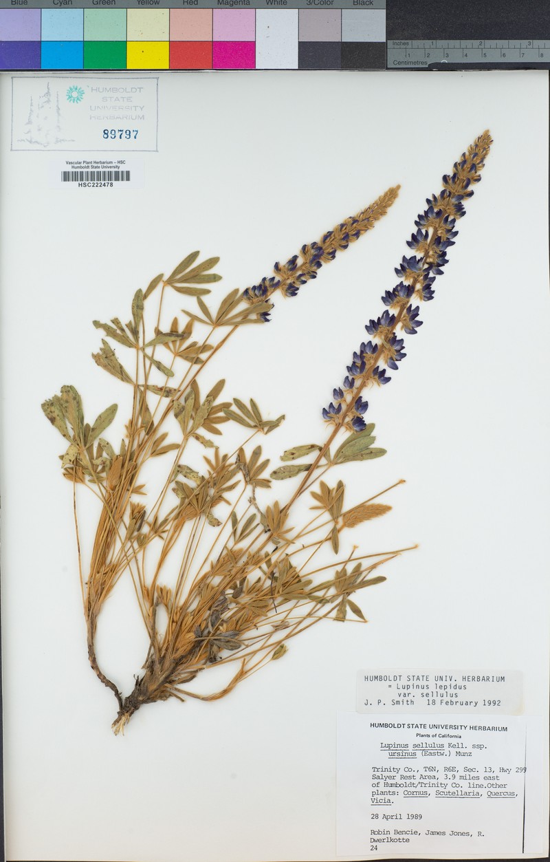 Lupinus sellulus subsp. ursinus photo 2