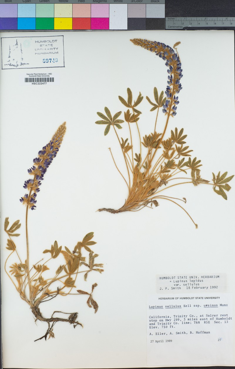 Lupinus sellulus subsp. ursinus photo 3