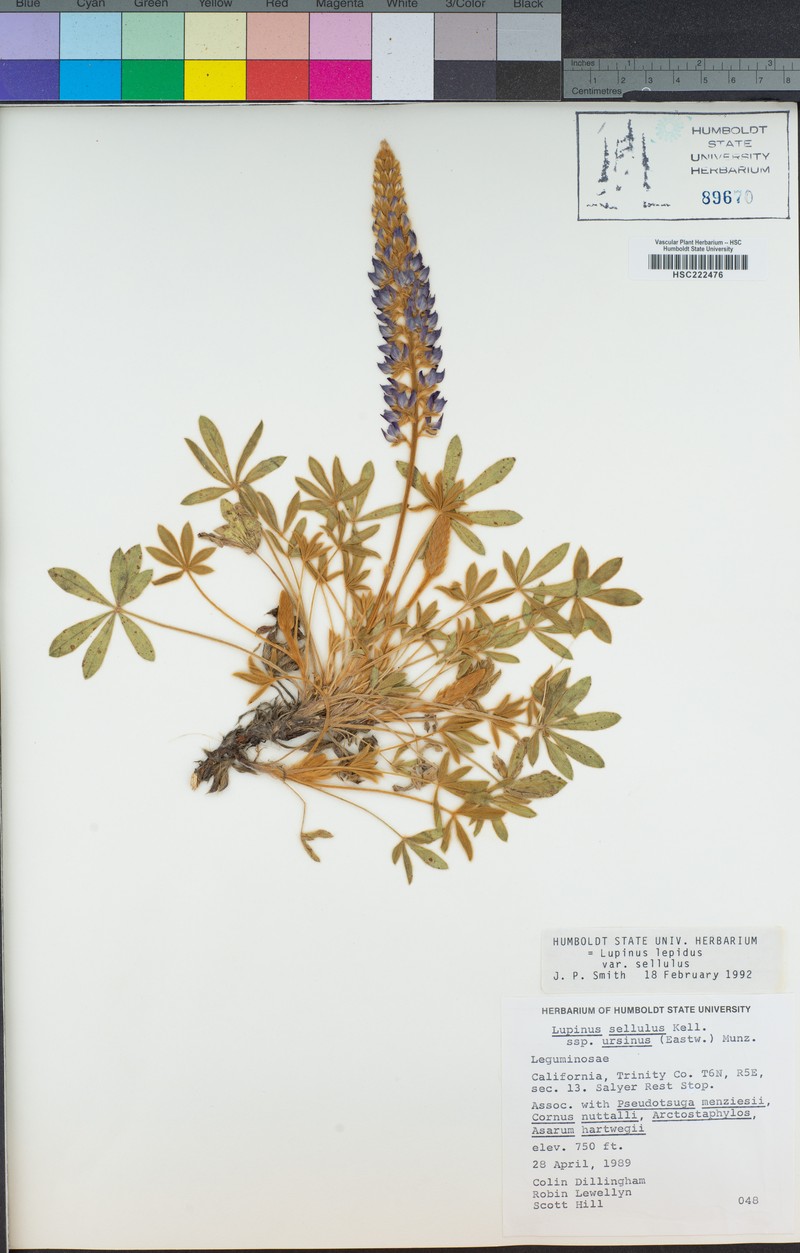 Lupinus sellulus subsp. ursinus photo 4
