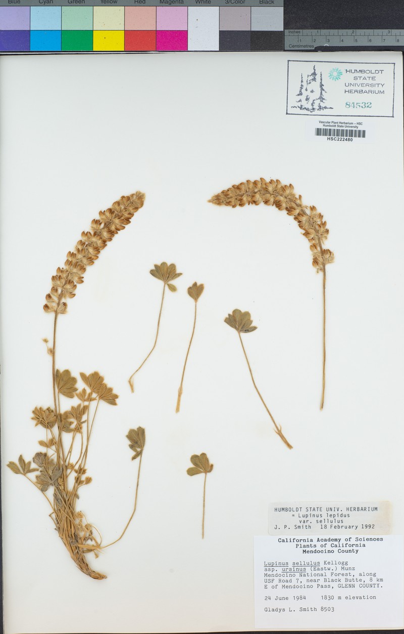 Lupinus sellulus subsp. ursinus photo 5