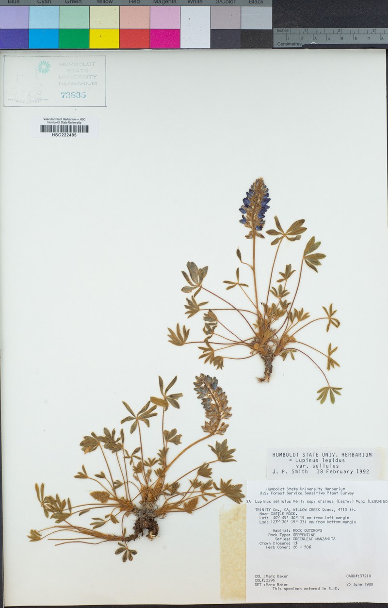 Lupinus sellulus subsp. ursinus photo 6