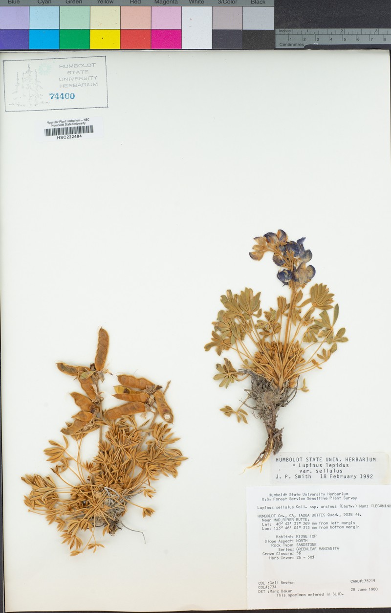 Lupinus sellulus subsp. ursinus photo 7