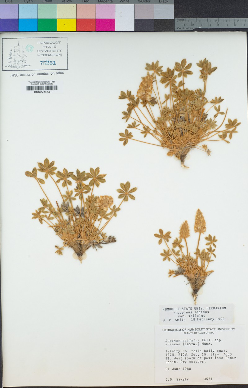 Lupinus sellulus subsp. ursinus photo 8