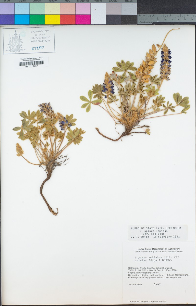 Lupinus sellulus var. artulus