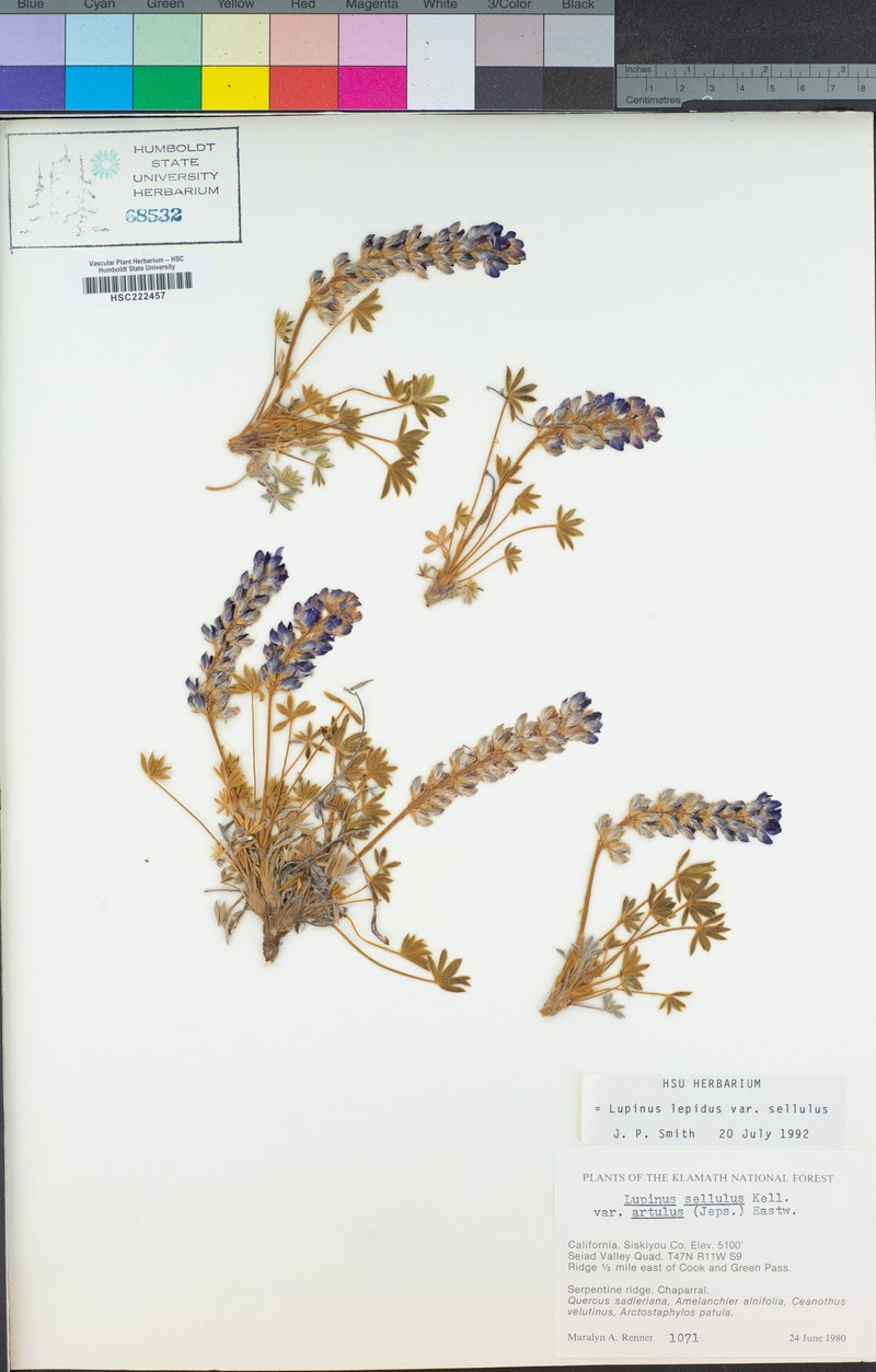 Lupinus sellulus var. artulus photo 2