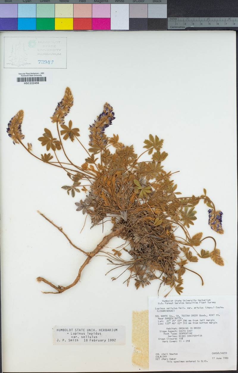Lupinus sellulus var. artulus photo 3