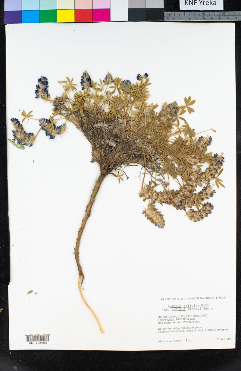 Lupinus sellulus var. artulus photo 5