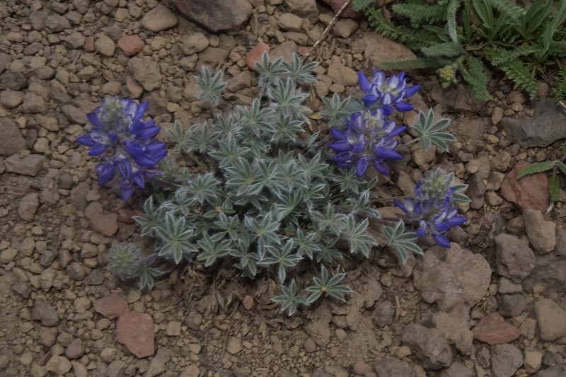 Lupinus sellulus var. lobbii photo 2