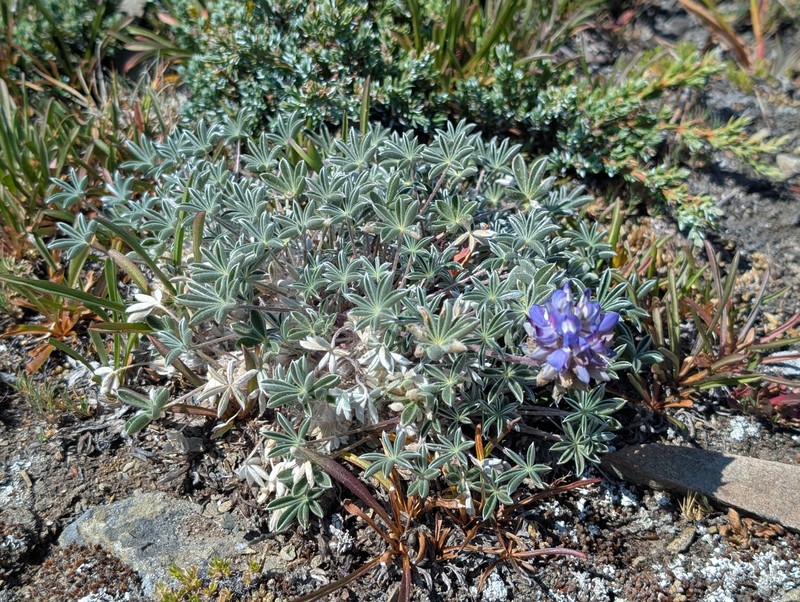 Lupinus sellulus var. lobbii photo 3