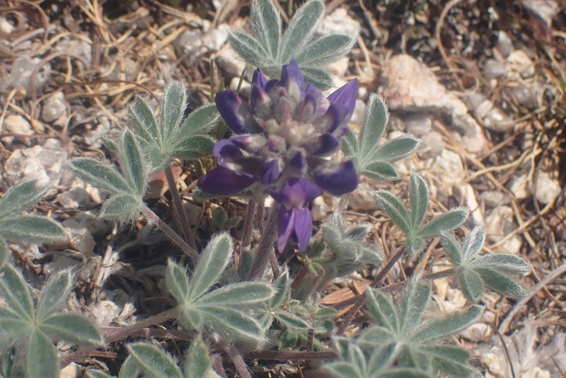Lupinus sellulus var. lobbii photo 6