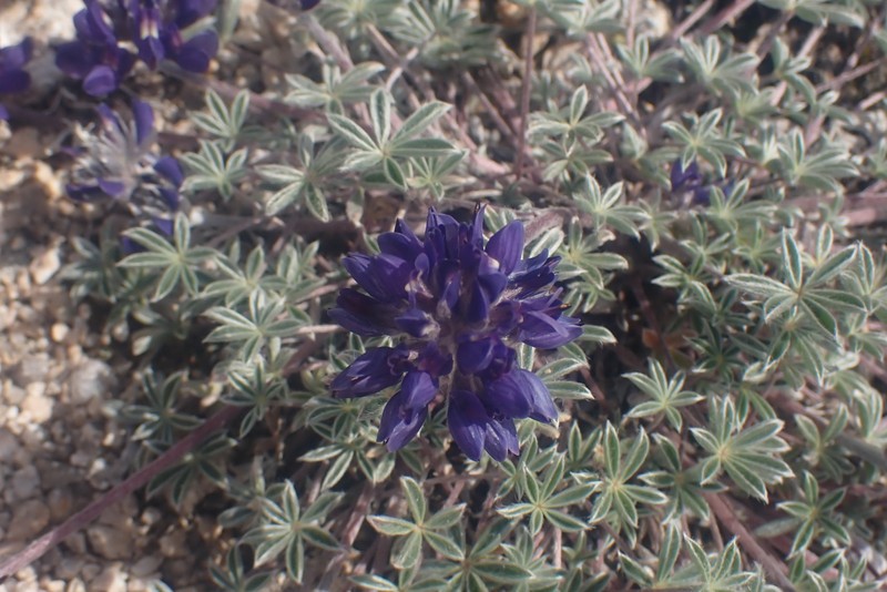 Lupinus sellulus var. lobbii photo 7