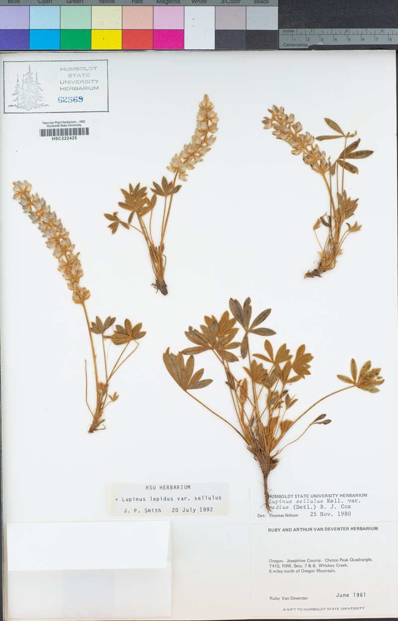 Lupinus sellulus var. medius