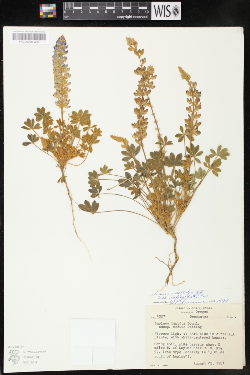 Lupinus sellulus var. medius photo 2