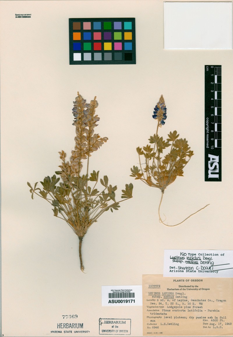 Lupinus sellulus var. medius photo 3
