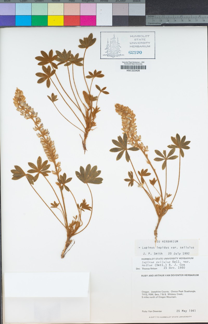 Lupinus sellulus var. medius photo 4