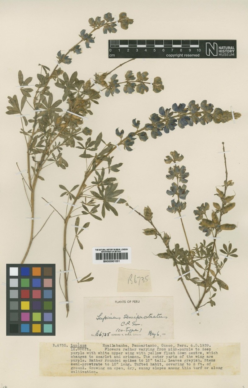 Lupinus semiprostratus