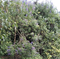 Lupinus semperflorens