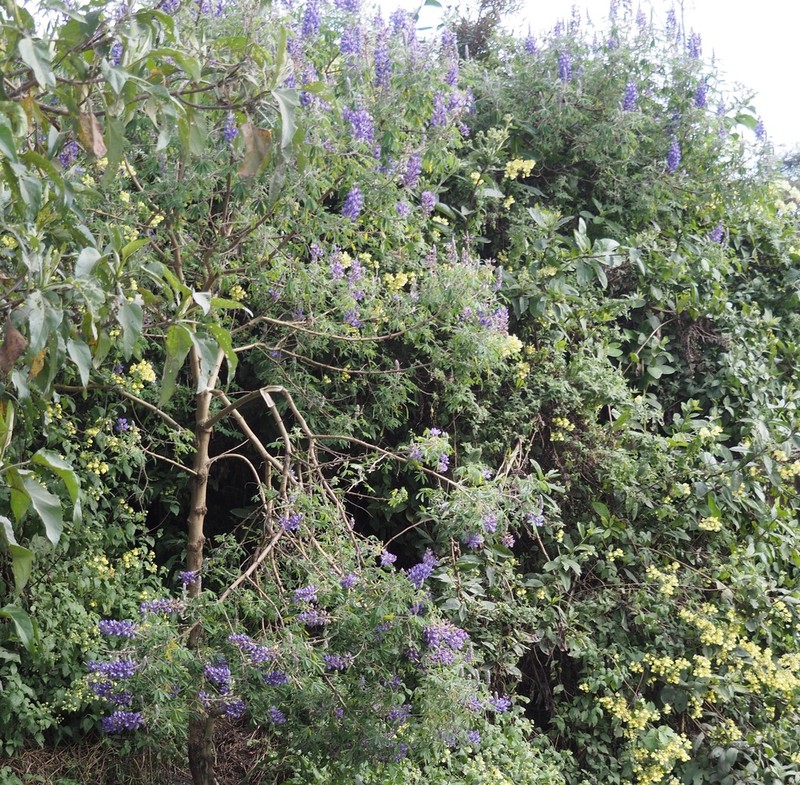 Lupinus semperflorens
