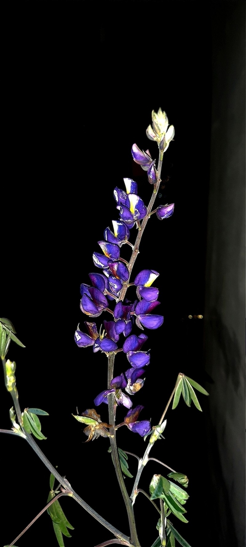 Lupinus semperflorens photo 2