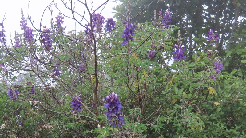 Lupinus semperflorens photo 4