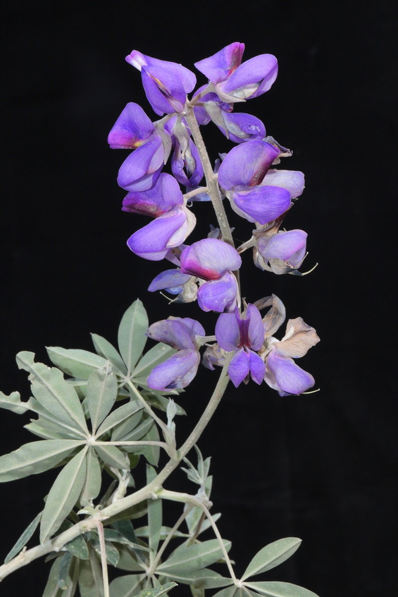 Lupinus semperflorens photo 5