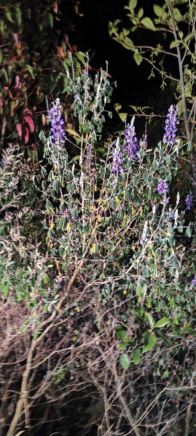 Lupinus semperflorens photo 6