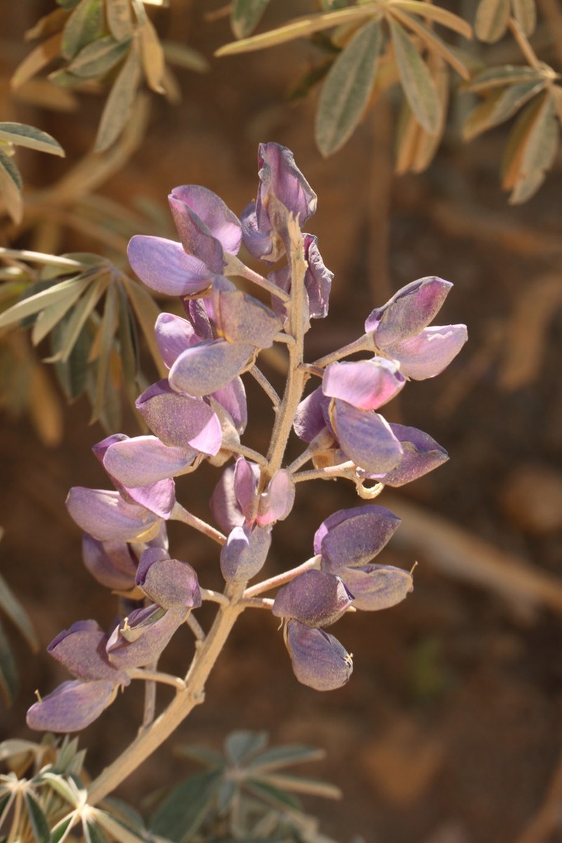 Lupinus semperflorens photo 7