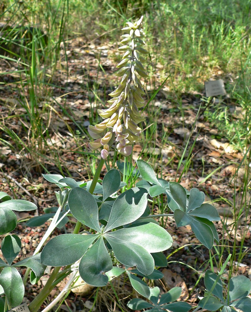 Cobb Mountain Lupine