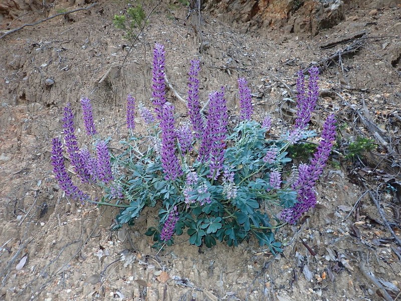 Cobb Mountain Lupine photo 2