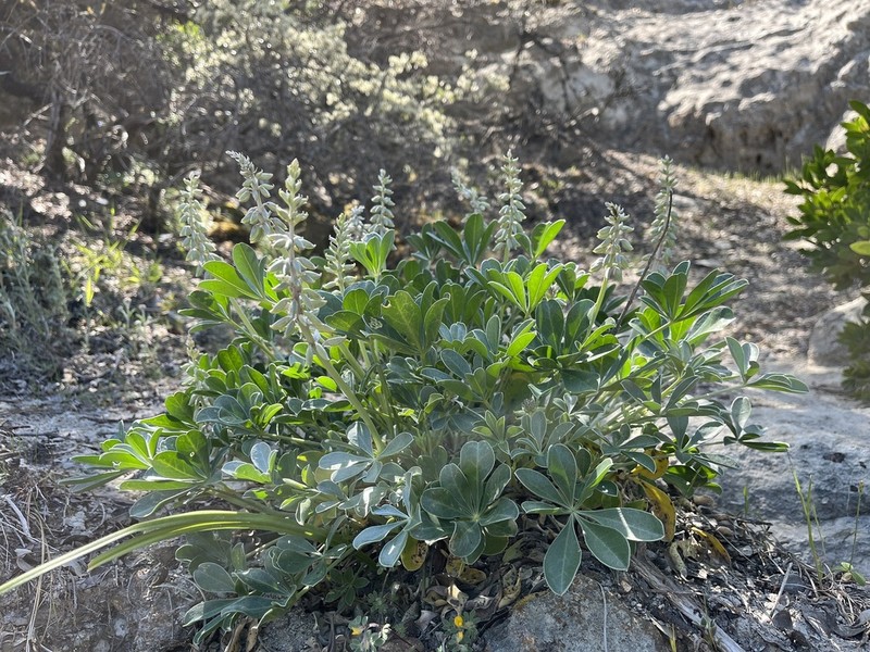 Cobb Mountain Lupine photo 3