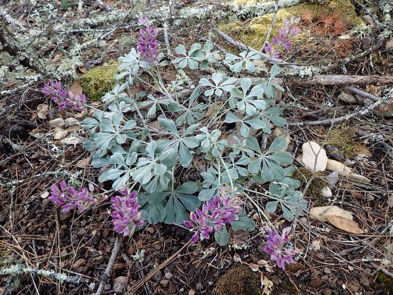 Cobb Mountain Lupine photo 4