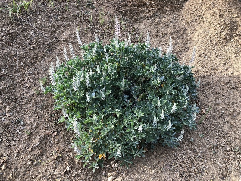 Cobb Mountain Lupine photo 5