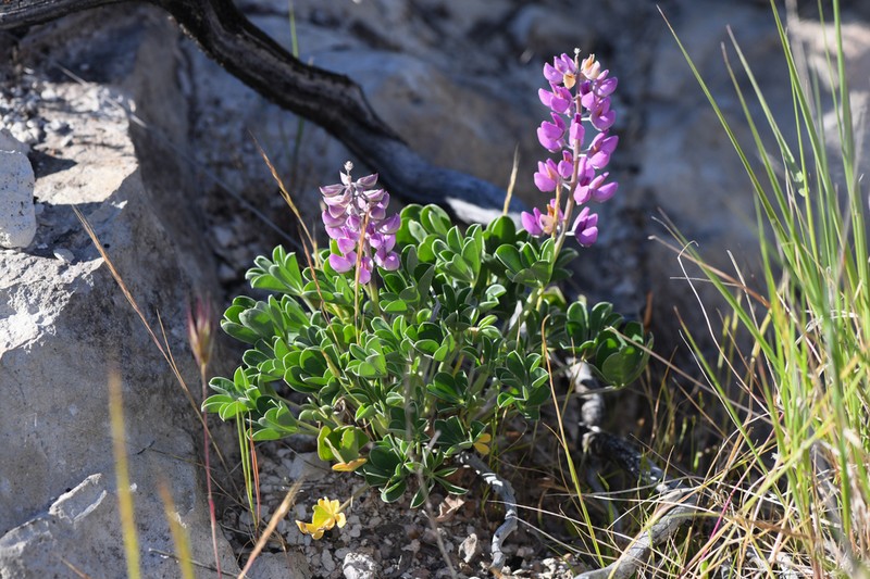 Cobb Mountain Lupine photo 6