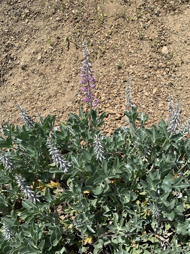 Cobb Mountain Lupine photo 7