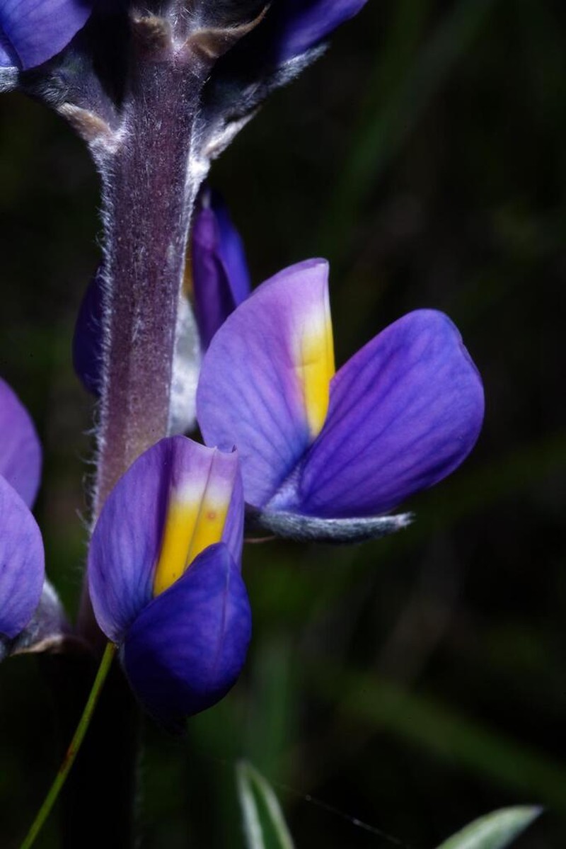 Lupinus sericeolodix