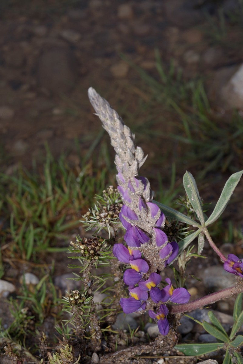 Lupinus sericeolodix photo 2