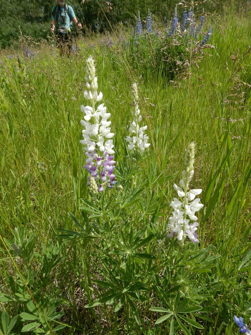 Silky Lupine photo 2