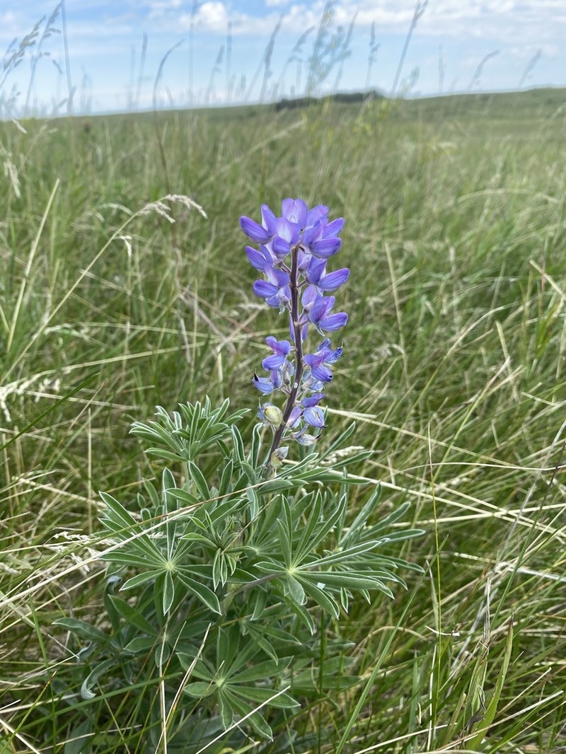 Silky Lupine photo 3