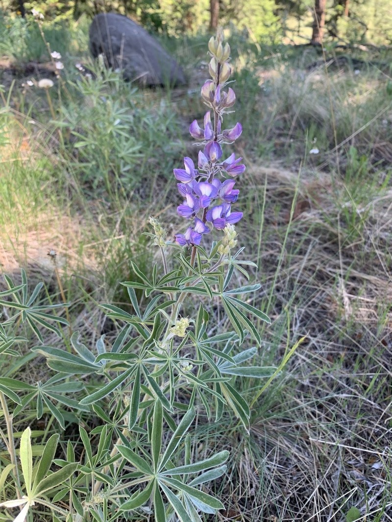 Silky Lupine photo 4