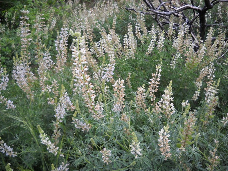 Silky Lupine photo 5