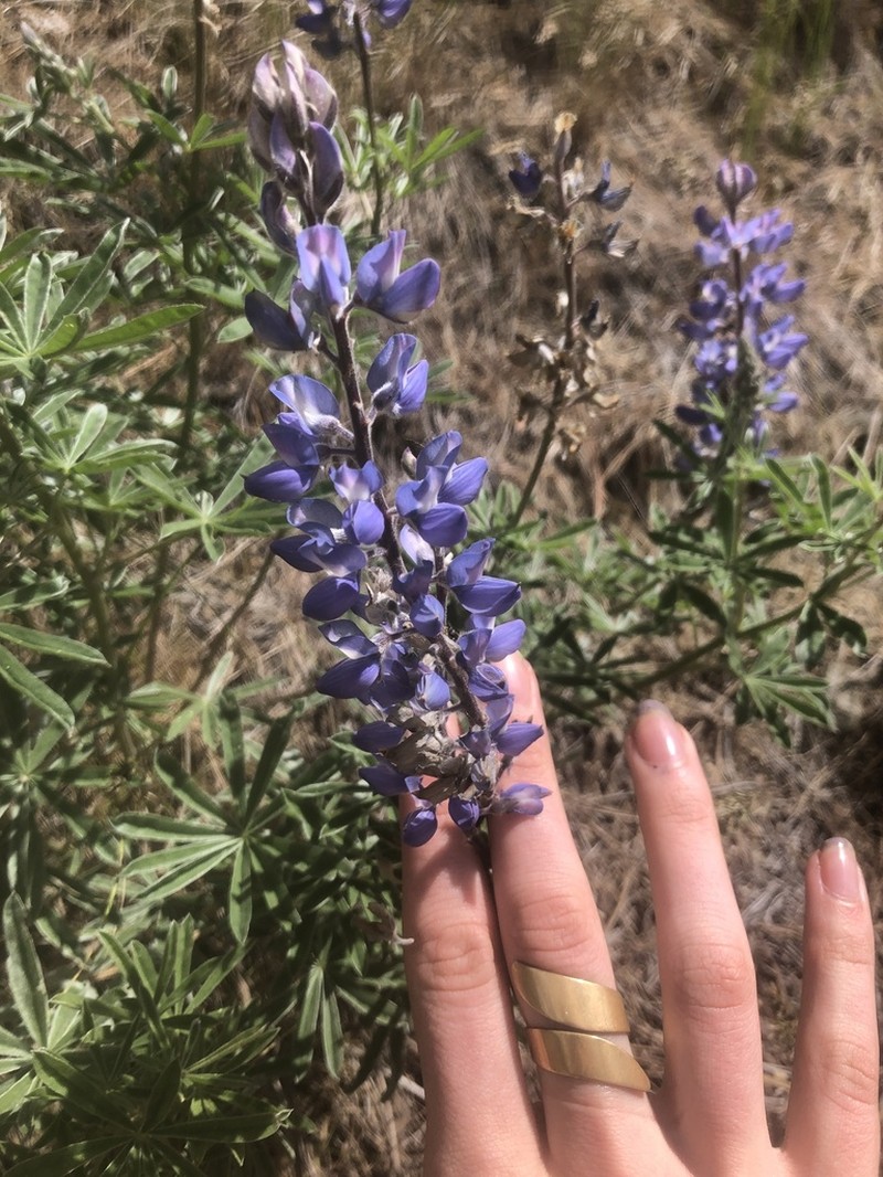 Silky Lupine photo 6