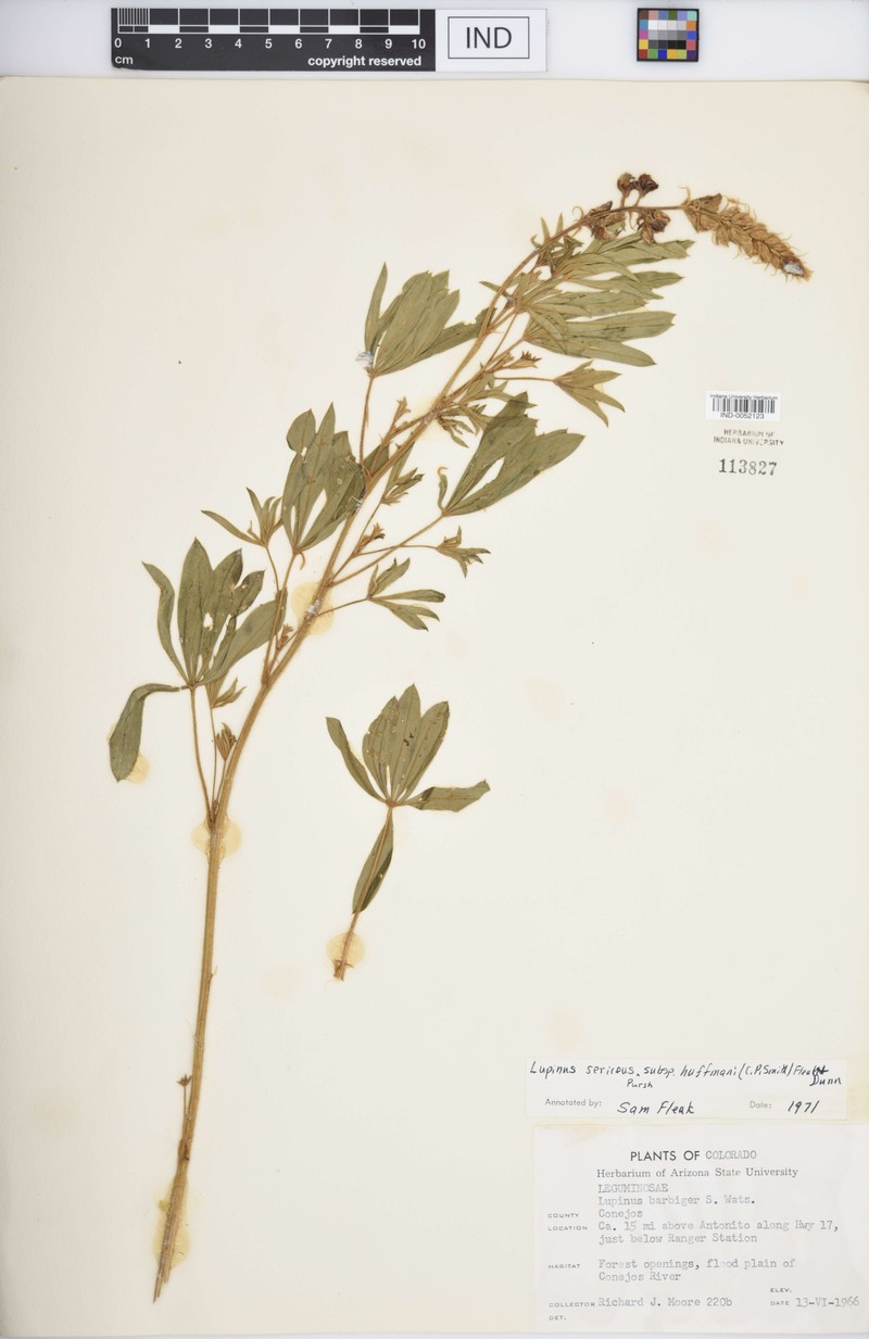 Lupinus sericeus subsp. huffmannii